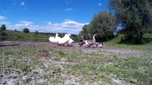 Goose Family Frolicking on river bank 2 photo