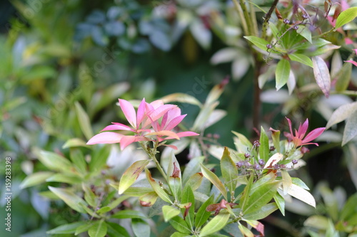 Blumen im Garten