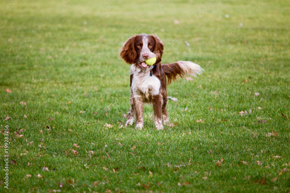 Spaniel in park with tennis ball in mouth