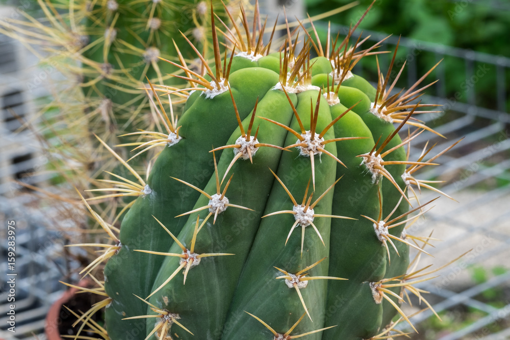 Close-up of cactus grown at greenhouse Close-up of cactus grown at greenhouse