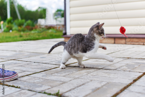 Boy is playing with small cat. Cat is chasing toy mouse.