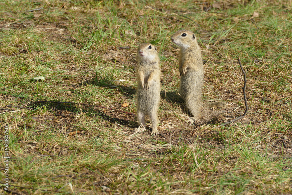 Fototapeta premium suslik european