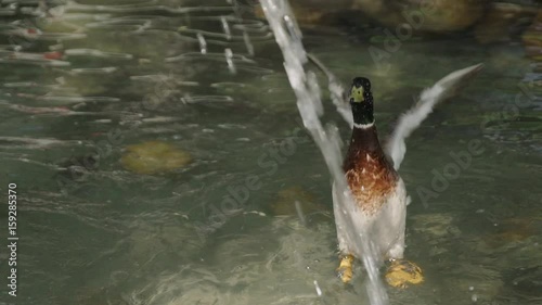Ducks are Swimming in sparkling Lake Water. Beautiful nature background, birds and wildlife 4k