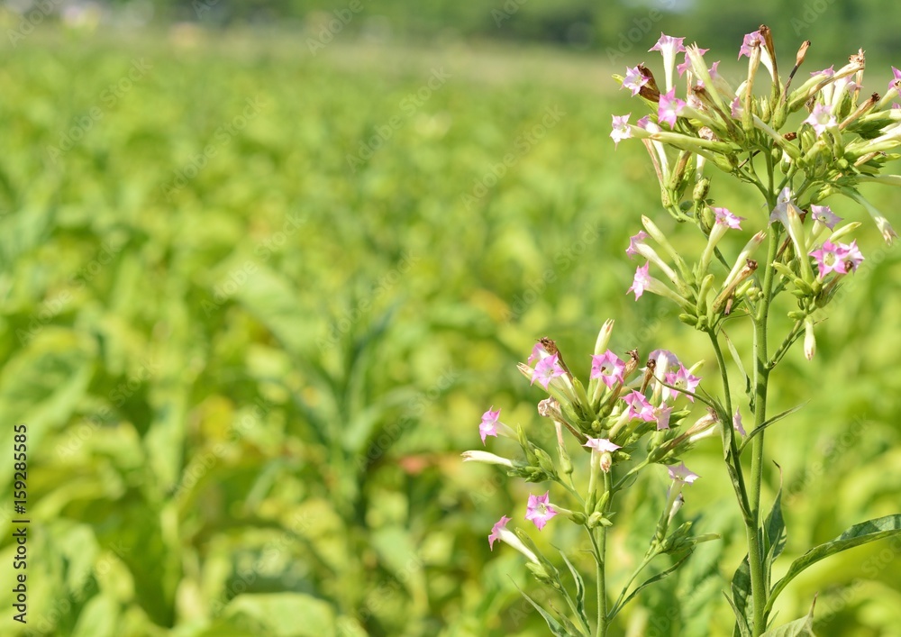 花が咲いたタバコ畑 花が咲いたタバコ畑