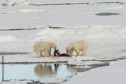 Auf der Suche nach den Eisbären photo