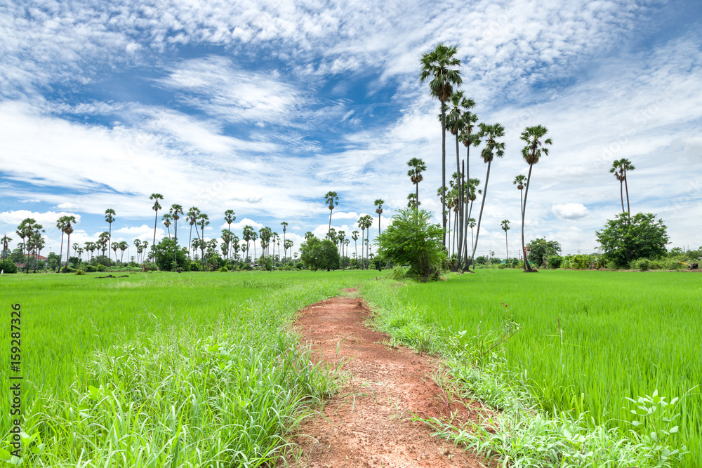 sugar palm on the rice field