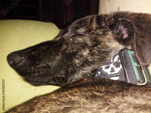 Dog face while sleeping. Adopted dog sleeping in her new home. 
