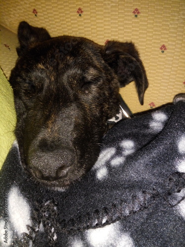 Dog face while sleeping. Adopted dog sleeping in her new home. 