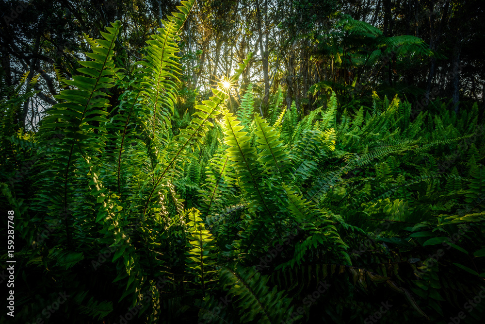 Fototapeta premium Fern Gully