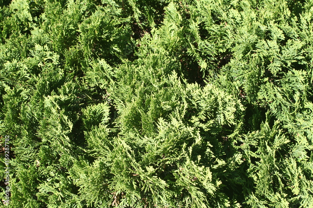 Hintergrund Konifere Hintergrund Konifere