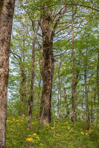 Forest landscape. Oak grove. © chocolatefather