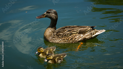 Nashville Pond Ducklings
