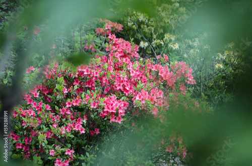 Red Rhododendron bush in bloom