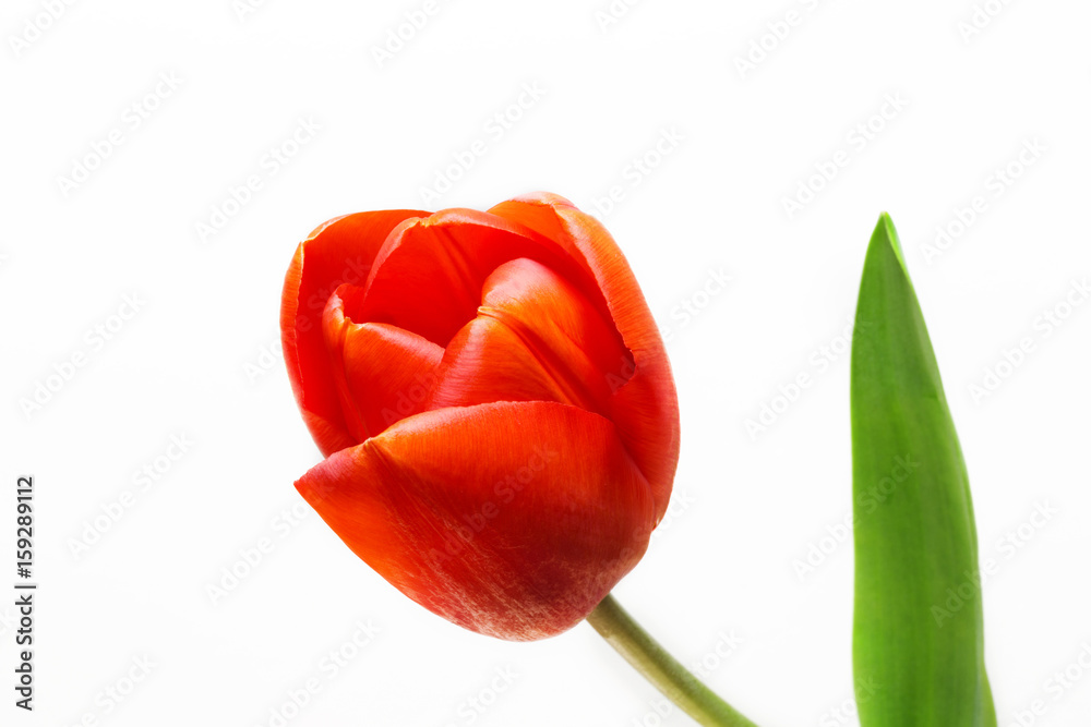 Red tulip Red tulip
