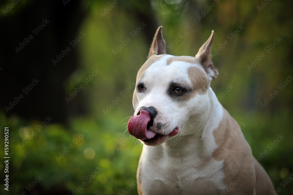 Tongue out american terrier.