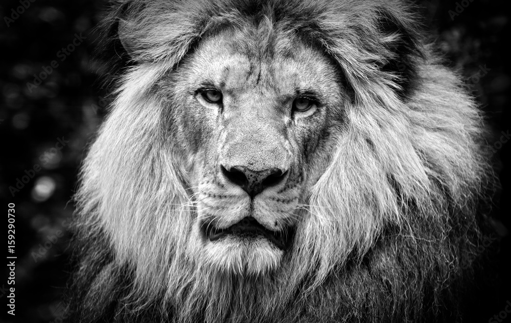 Obraz premium High contrast black and white of a male African lion face