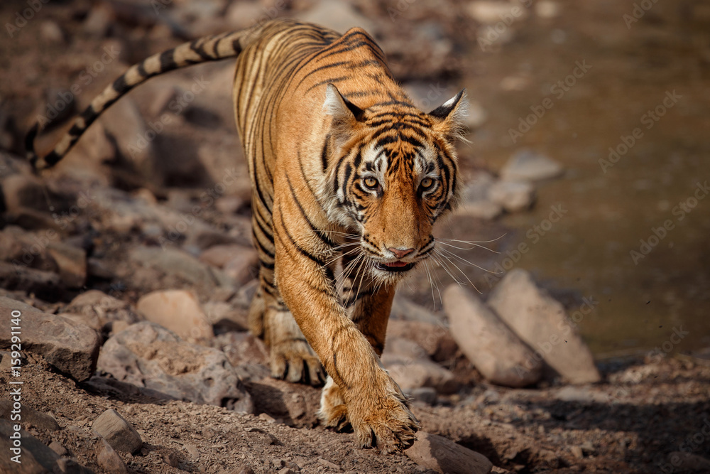 Tiger in the nature habitat. Tiger young male walking around the waterhole.  Wildlife scene with danger animal. Hot summer in Rajasthan, India. Dry  trees with beautiful indian tiger, Panthera tigris Stock Photo |
