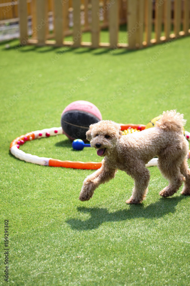 Fun puppies in a private playground Fun puppies in a private playground