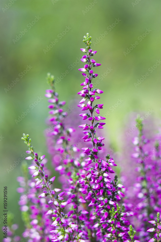 Obraz premium Autumn heather