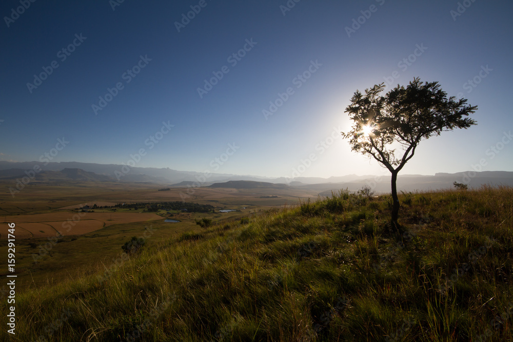 lone tree