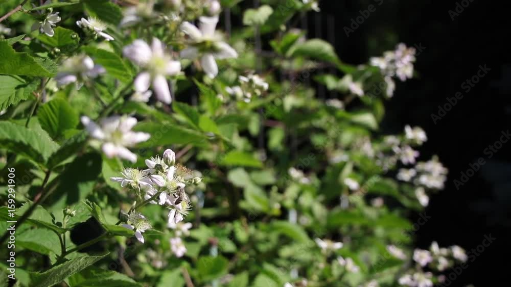 Bees pollinating blooming bushes of blackberries. Bees collect nectar from the flowers of blackberries. Bees pollinating blooming bushes of blackberries. Bees collect nectar from the flowers of blackberries.