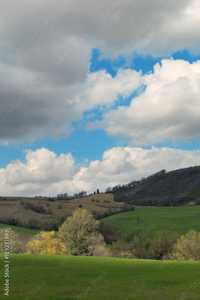 Landscape with green fields of wheat in a spring day, blue sky and clouds