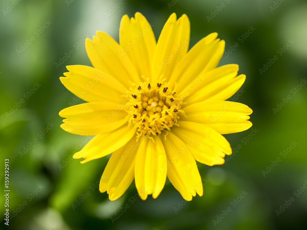 yellow flower Background blur