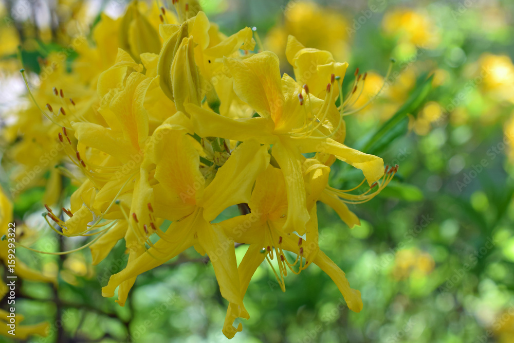 Yellow flowers of Rhododendron luteum. Also known as yellow or honeysuckle azalea.