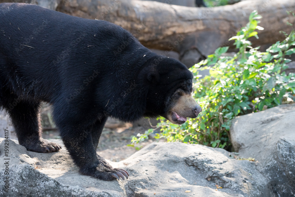 Closeup of Malayan Sun Bear (Helarctos malayanus) is walking on rock in the zoo Closeup of Malayan Sun Bear (Helarctos malayanus) is walking on rock in the zoo