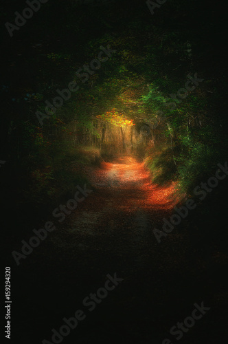 path in dark forest with light at the end