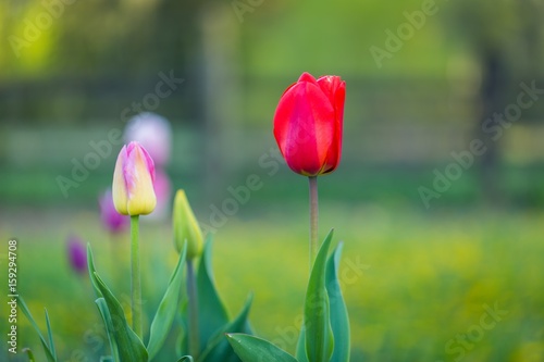 Beautiful spring tulips blooming