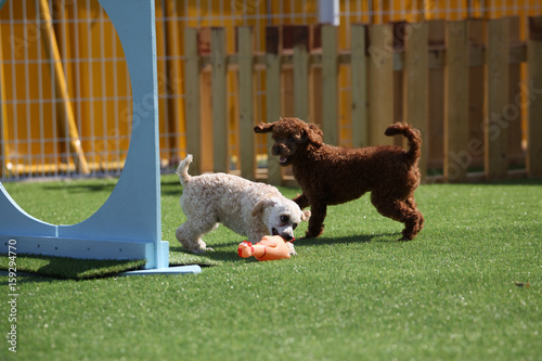 Fototapeta Naklejka Na Ścianę i Meble -  Fun puppies in a private playground