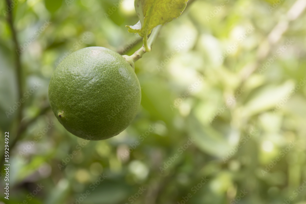 Green lemon