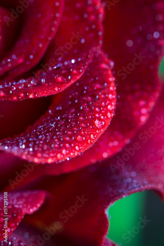 Rose petals with water drops macro