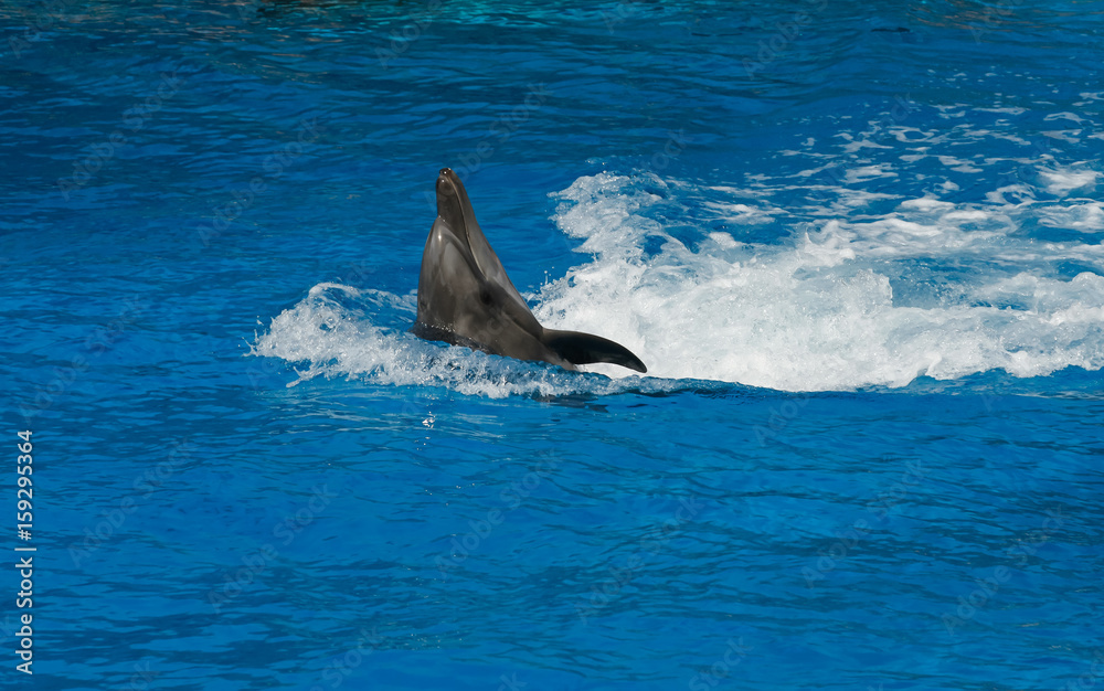 Fototapeta premium dolphin