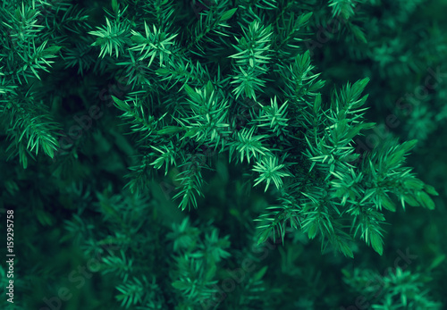 Spruce Branches Closeup