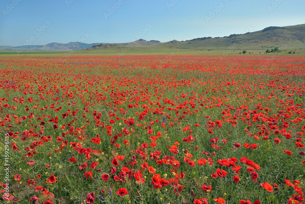 colorful poppy flowers on field in summer