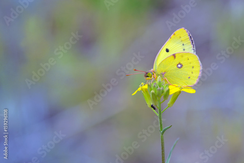 Cloudless Sulphur butterfly (Phoebis sennae) on flower