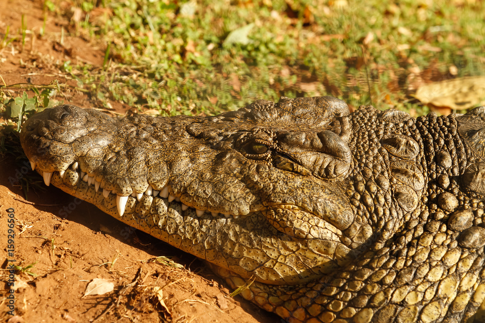 Naklejka premium crocodile