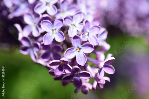 Close up of Syringa vulgaris flowers. © JRJfin