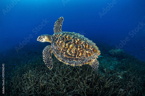 Juvenile Hawkbill turtle swimming with more staghorn coral . Losin  Thailand with Copy space.