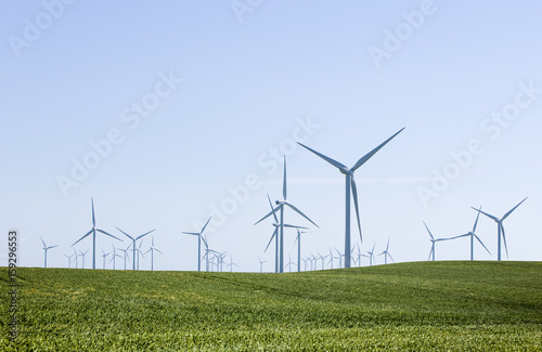 Windpark im Kornfeld