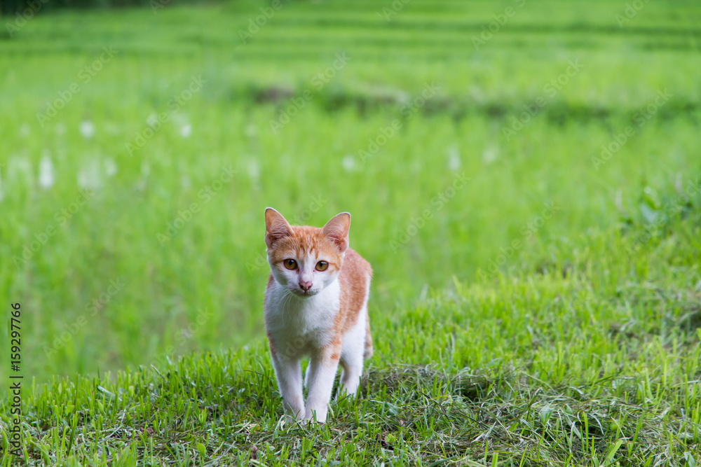 Cat in meadow field