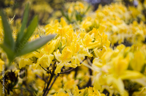 Yellow flowers of Bush allamanda