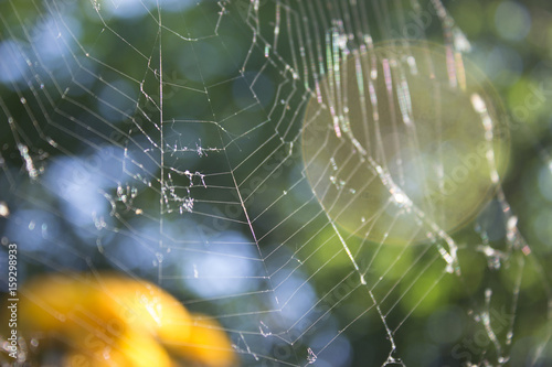 Background with spider net
