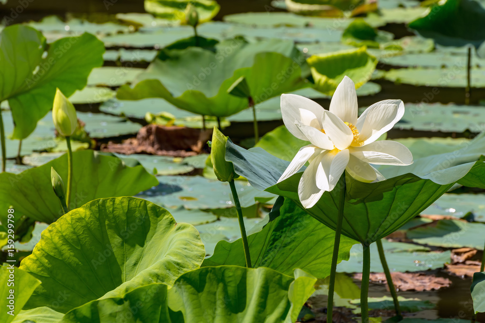 The Lotus Flower.Background is the lotus leaf and lotus bud.The place of shooting Kamakura City, Kanagawa Prefecture, Japan. The Lotus Flower.Background is the lotus leaf and lotus bud.The place of shooting Kamakura City, Kanagawa Prefecture, Japan.