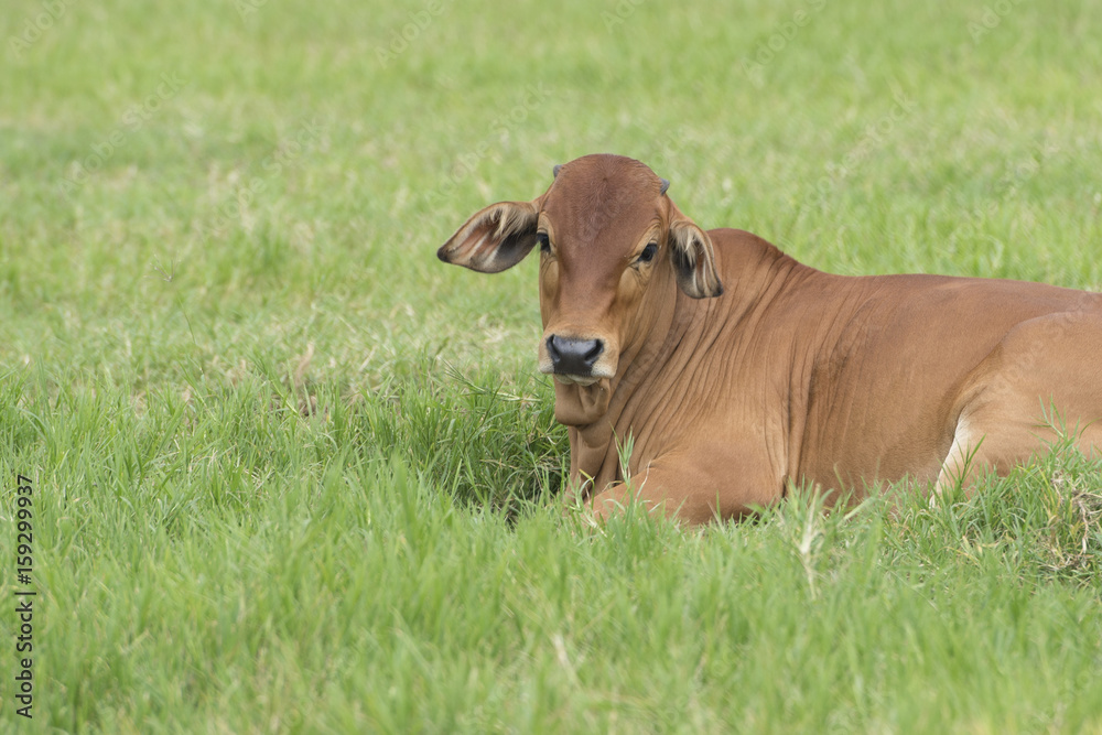 Brahman cattle in a green field.American Brahman Cow Cattle Grazing on Grass on the Farm Closeup Brahman cattle in a green field.American Brahman Cow Cattle Grazing on Grass on the Farm Closeup