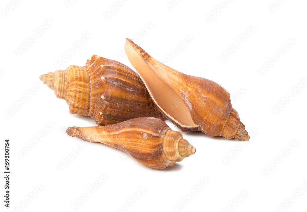 Seashell isolated on white background Seashell isolated on white background