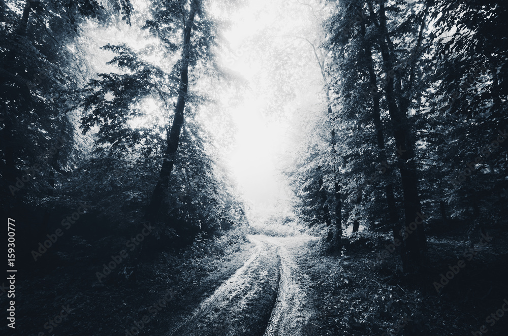Obraz premium dark scary forest at night fantasy landscape