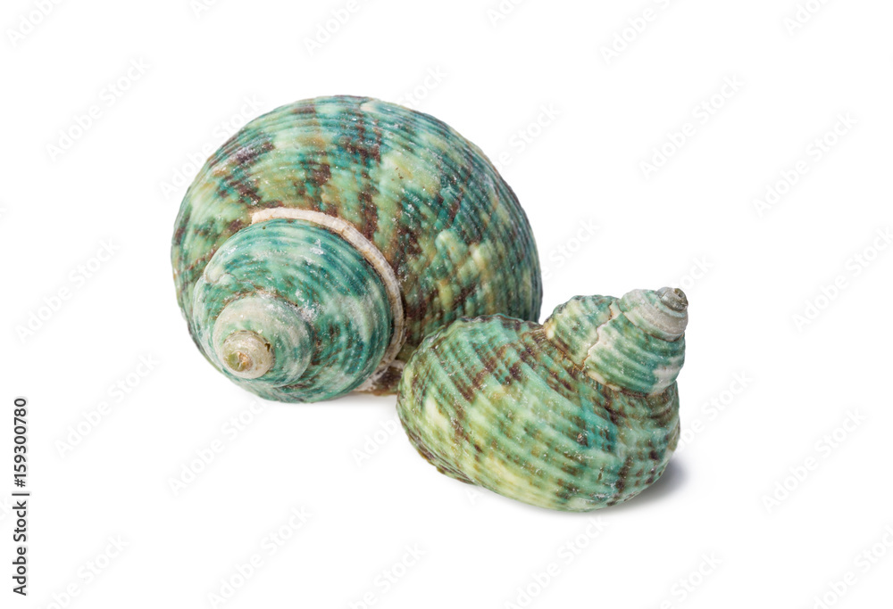 Seashell isolated on white background Seashell isolated on white background
